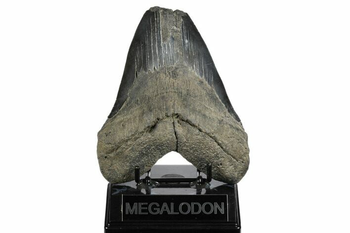 Bargain, Fossil Megalodon Tooth - South Carolina #180876